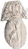 Image du produit in10991500